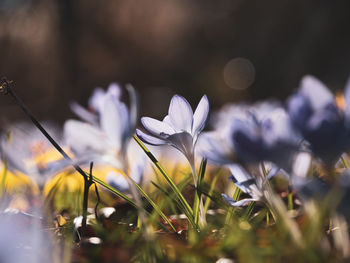 Close-up of purple crocus flowers on field