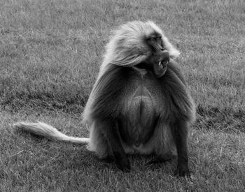 Lion sitting on field