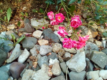 High angle view of pink rose on rocks