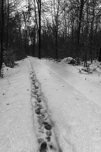 Snow covered road amidst trees during winter