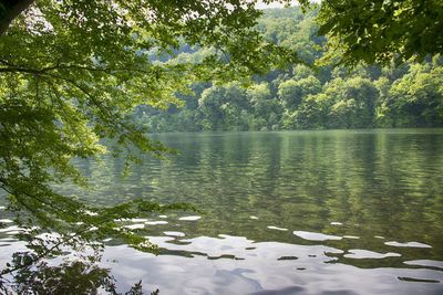 Scenic view of lake in forest