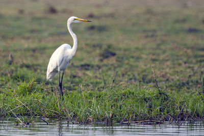 Bird perching on grass by lake