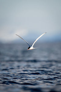 Antarctic tern swoops towards ocean in sunshine