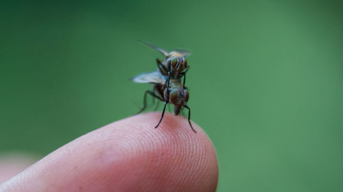 Close-up of insect on hand