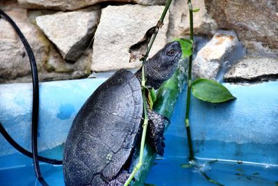 Close-up of turtle on plant over water at zoo