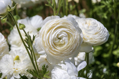 Close-up of white ranunculus