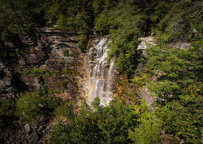 Scenic view of waterfall in forest