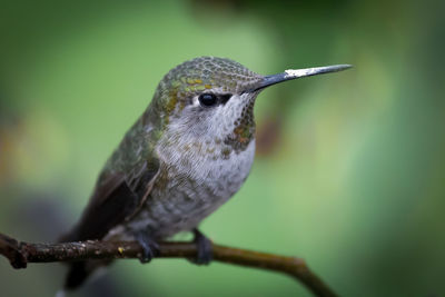 Close-up of hummingbird perching on plant