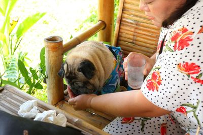 Midsection of woman feeding water to pug on chair 