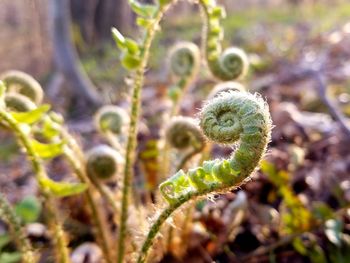 Close-up of fern on field