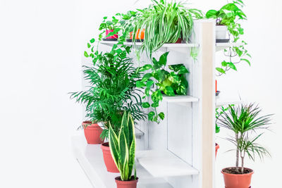 Potted plant against white wall