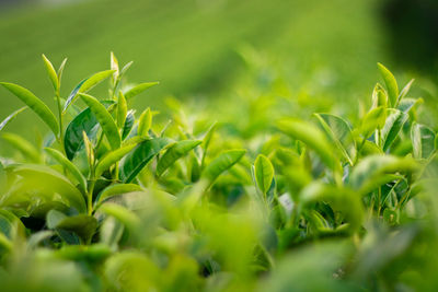 Close-up of crops growing on field