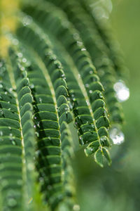 Close-up of wet leaves