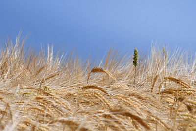 Close-up of stalks in the field against clear sky