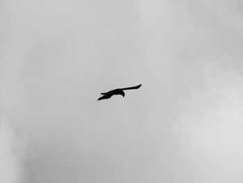 Low angle view of eagle flying against sky