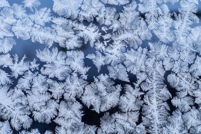 Full frame shot of frozen plants