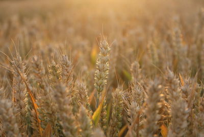 Close-up of wheat growing on field