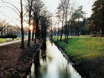 Reflection of trees in water