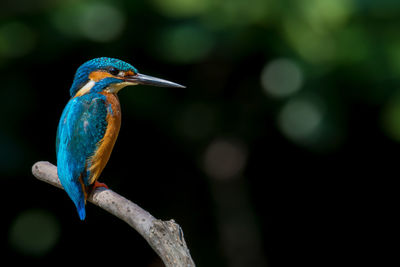 Close-up of bird perching outdoors