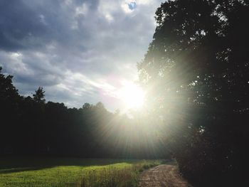 Sun shining through trees