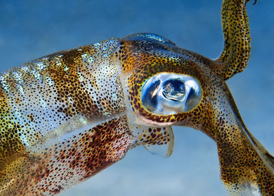 Close-up of turtle in sea