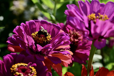 Close-up of bee pollinating on purple flower