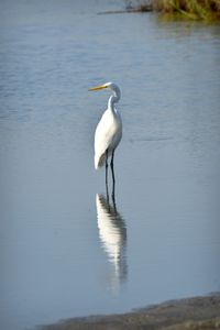 Bird on a lake