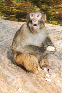 Funny macaque peeling a fresh fruit