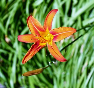 Close-up of day lily on plant