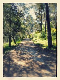 View of trees in forest