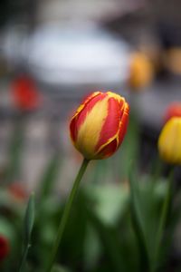 Close-up of tulip