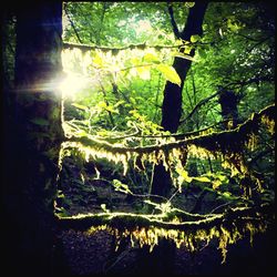 Sun shining through trees
