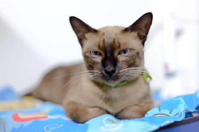 Close-up portrait of a cat