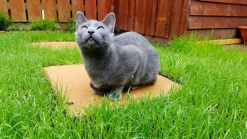 Cat sitting on stepping stone at grassy field in yard