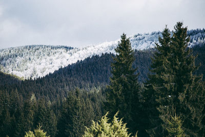 Pine trees in forest against sky