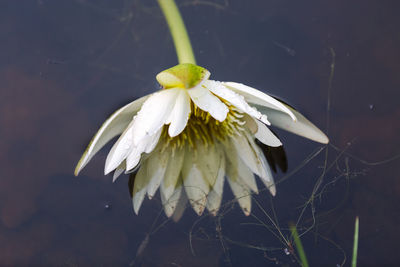 Close-up of white flowers