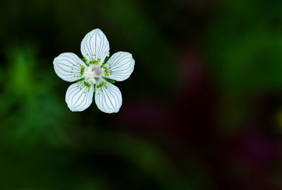 Close-up of white flowering plant