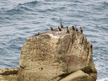 View of birds on rock