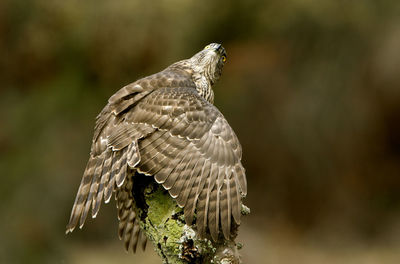 Close-up of eagle flying