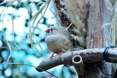 Close-up of bird perching on tree