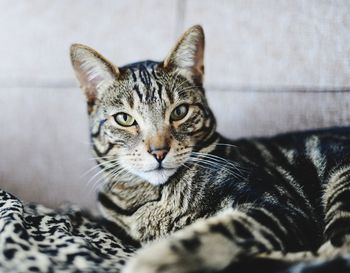 Close-up portrait of a cat