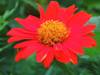 Close-up of red flower