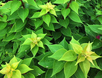 Close-up of green leaves on plant