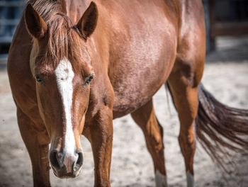 Close-up of horse standing at barn