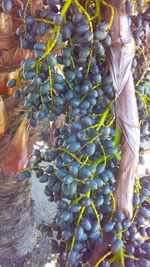 Close-up of grapes growing on tree