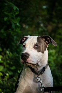 Close-up of a dog looking away
