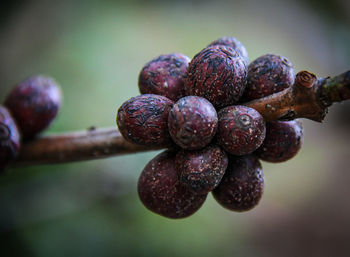 Close-up of berries growing on tree