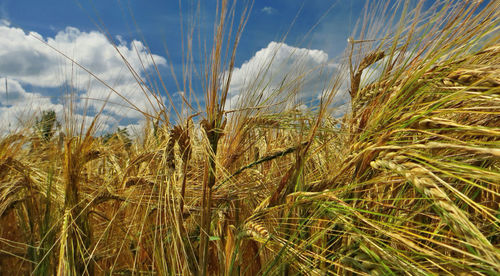 Close-up of wheat growing on field against sky