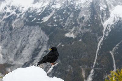 Black bird, an alpine chough perching on branch in mountains