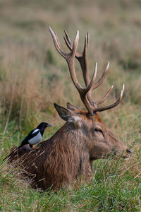 A magpie feeding on parasites in the fur of a red stag deer in bushy park, teddington